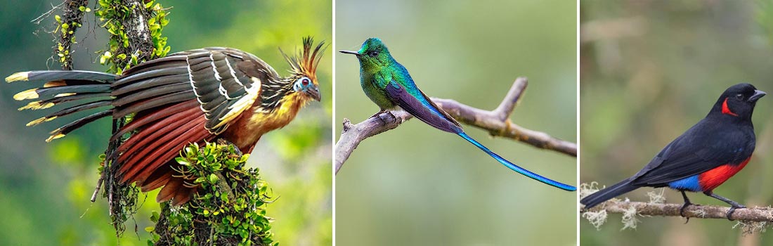 Ecuador Birding Tour - Choco Endemics & The Andes Eastern Foothills