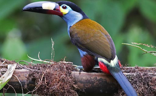 Costa Rica Bird Watching Tours 1