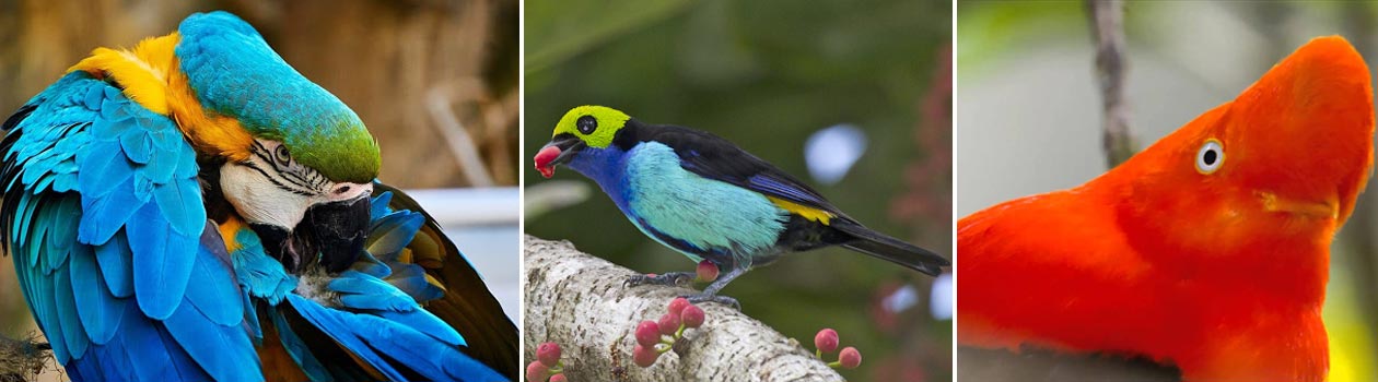 Grand Birding Journey of Ecuador