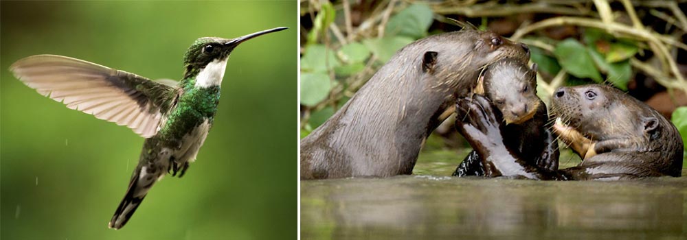 Grand Birding Journey of Ecuador - Day 19