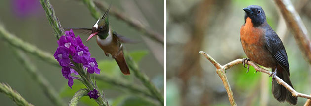 Bird Watching Osa Peninsula, Costa Rica