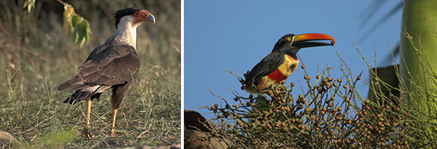 Birding the Osa Peninsula