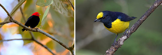 Birding Corcovado, Costa Rica