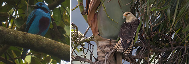 Birdwatching Corcovado, Costa Rica