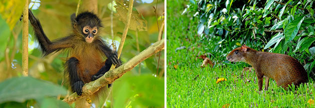 Fauna at Osa Peninsula, Costa Rica