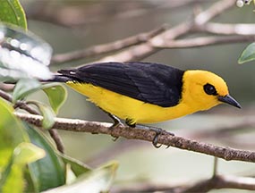 Black-and-yellow Tanager Seen While Birdwatching in Guanacaste