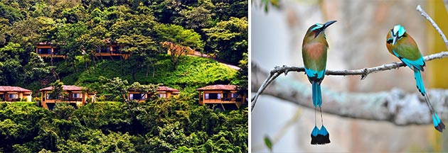 Birding Borinquen Resort in Guanacaste Costa Rica