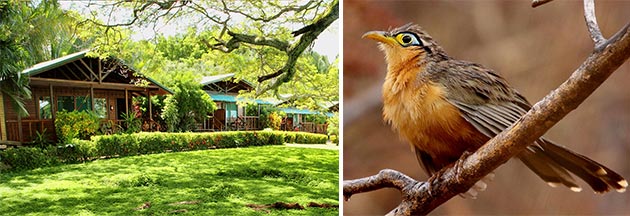 Birding La Ensenada Lodge in Guanacaste Costa Rica