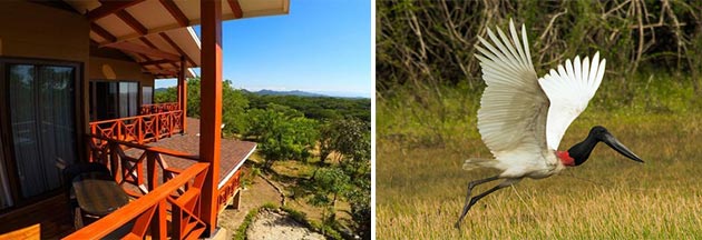 Birding Rancho Humo in Guanacaste Costa Rica