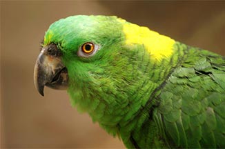 Yellow-Naped Parrot in Guanacaste, Costa Rica