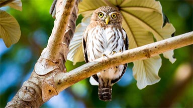 Ferruginous Pygmy-Owl Seen While Birding in Guanacaste