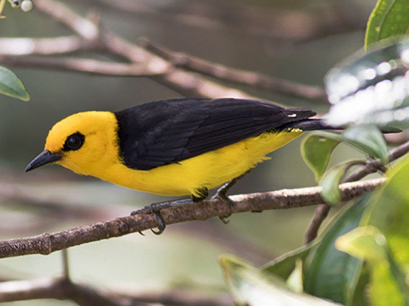 Birding Guanacaste Costa Rica – A Complete Guide