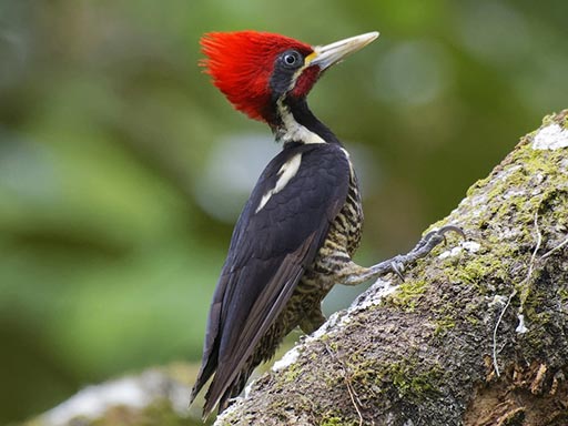 Bird Watching in Manuel Antonio, Costa Rica