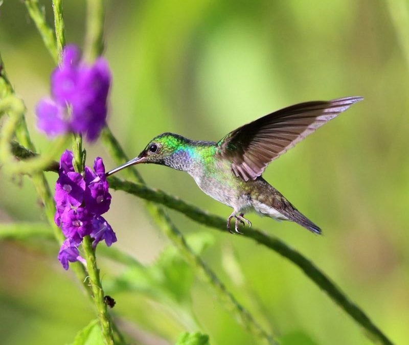 Birding Manuel Antonio Costa Rica