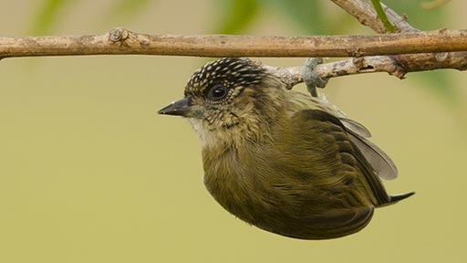 Birding in Manuel Antonio Costa Rica