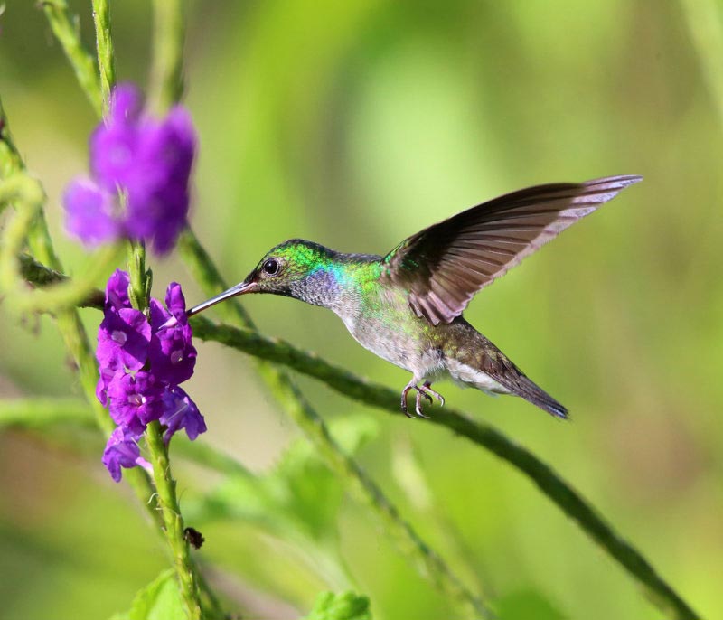 Birding Manuel Antonio Costa Rica - A Complete Guide