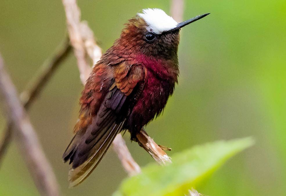 Birding Turrialba Costa Rica – A Complete Guide