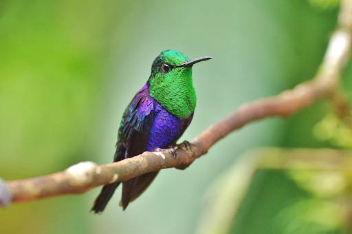 Birding Turrialba Costa Rica Hummingbird