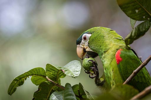 Birdwatching Turrialba Cerro el Silencio