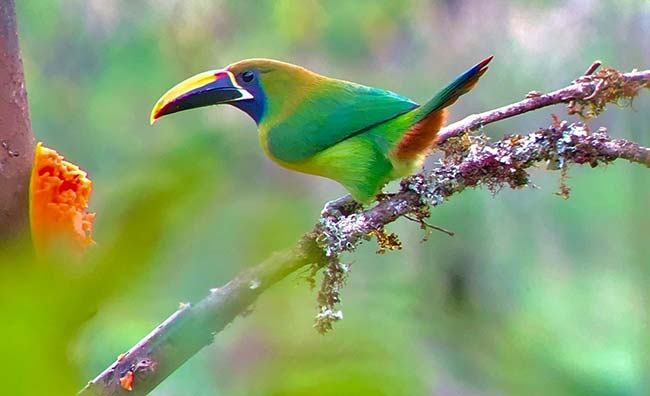 Blue Throated Toucanete, San Gerardo de Dota, Costa Rica