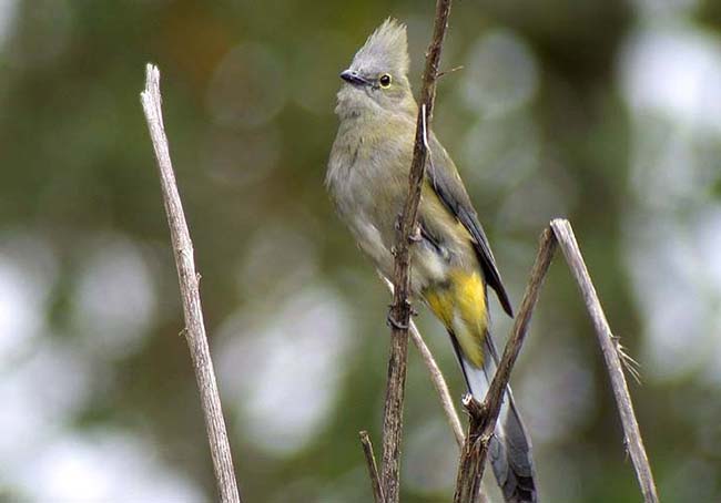 Long Tailed Silky Flycatcher, San Gerardo de Dota