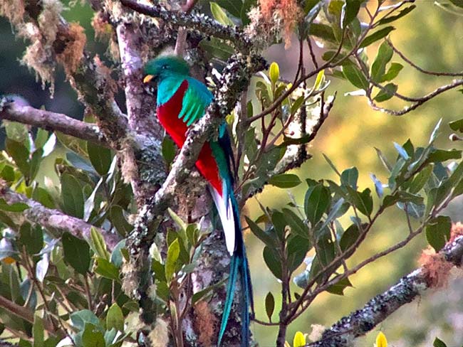 Quetzal at San Gerardo de Dota, Costa Rica