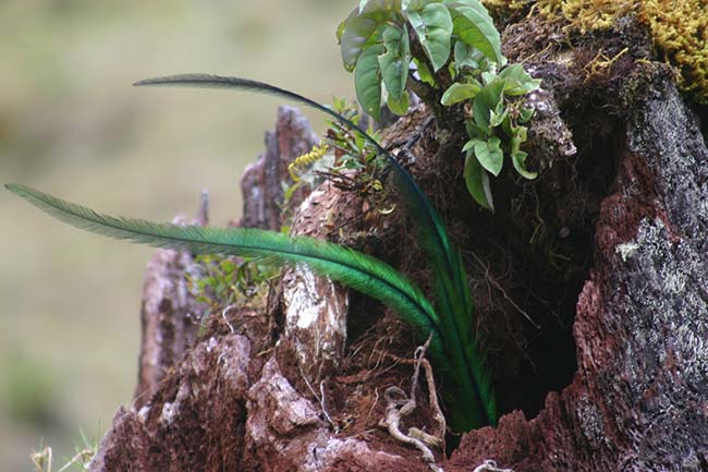 Quetzal Tail, San Gerardo de Dota, Costa Rica