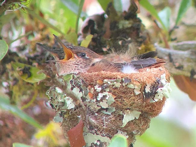 Scintillant Hummingbird Nest With Chicks