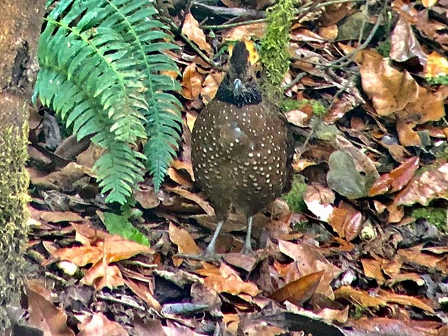 Spotted Wood Quail, San Gerardo de Dota