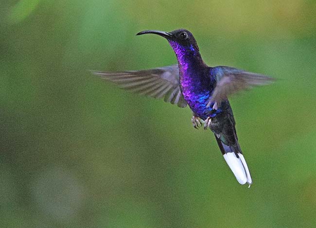 Violet Sabrewing Hummingbird, San Gerardo de Dota