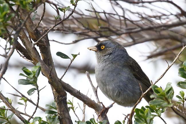 Volcano Junco Bird, San Gerardo de Dota