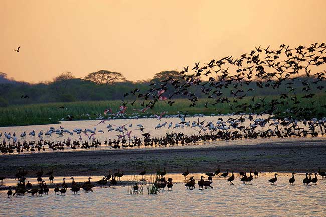 Bird Watching Palo Verde National Park