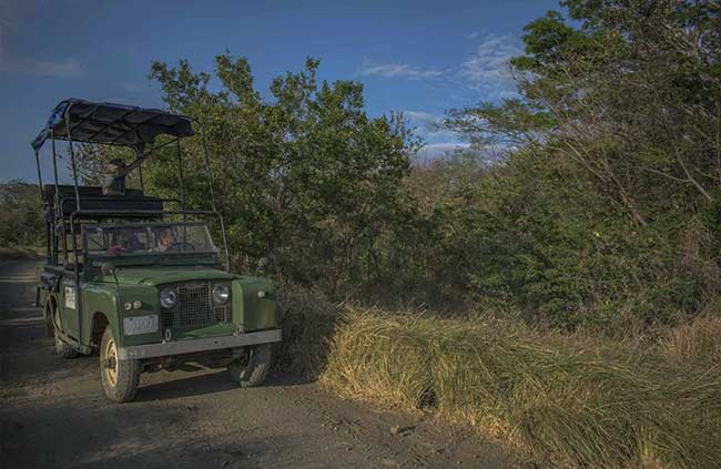 Palo Verde National Park Birding Tour