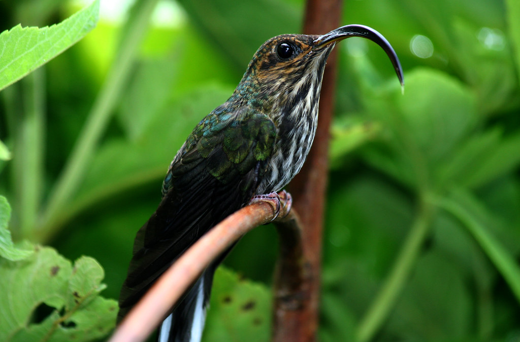 Birding las Cruces Biological Station in Costa Rica