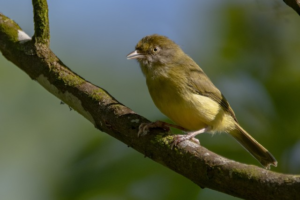 Birdwatching Coto 47 Costa Rica