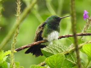 Hummingbird at Las Cruces Biological Station