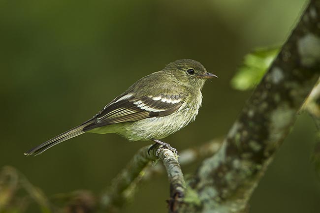 Birding Barva Volcano