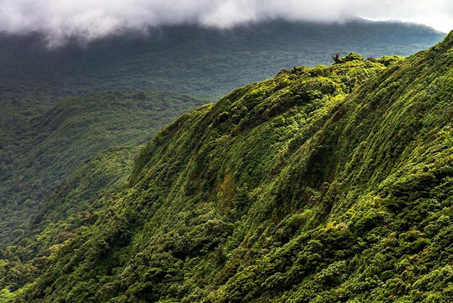 Birding Central Valley Costa Rica