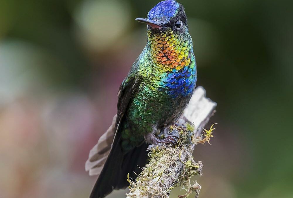 Birding Costa Rica Central Valley