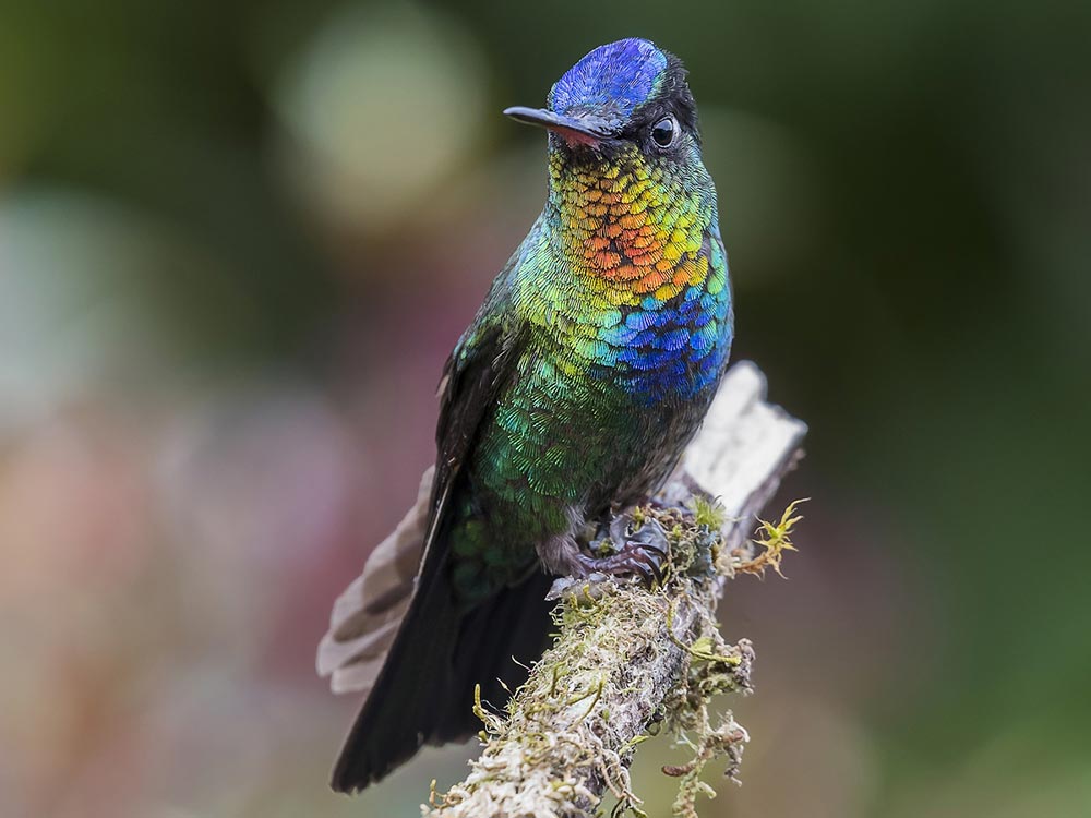 Birding Costa Rica Central Valley