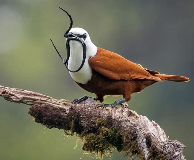 Bird Watching Central Pacific