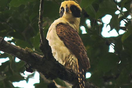 Birding Costa Rica's Biological Stations