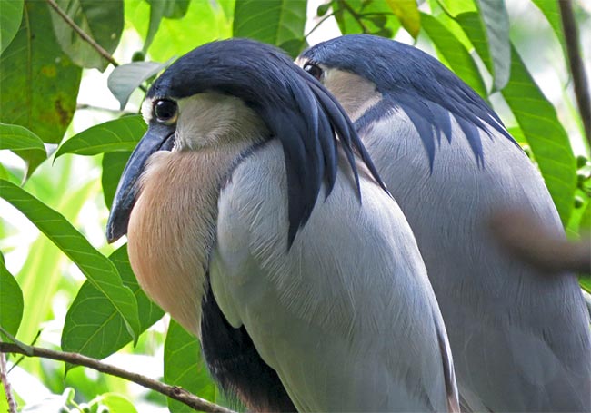 Birding Costa Rica's Central Pacific