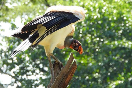 King Vulture Venture Group Birding Tour