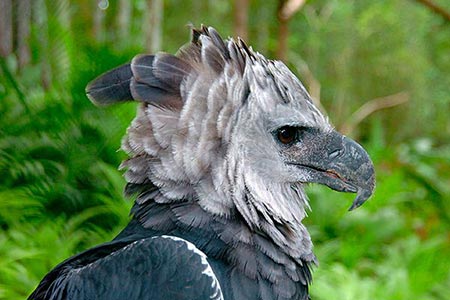 Panama Harpy Eagle Tour