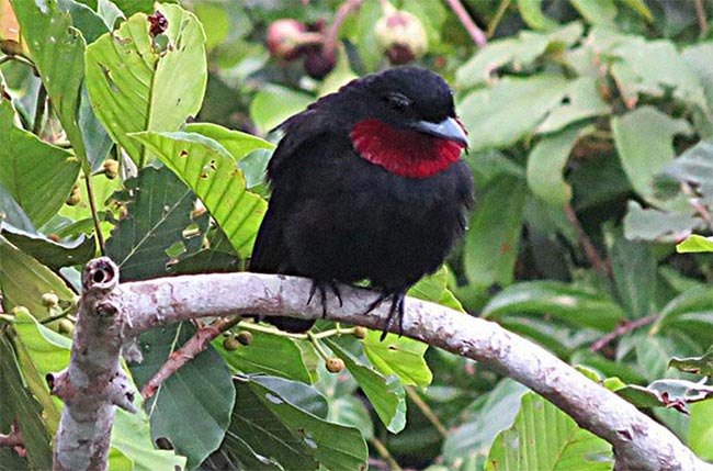 Birding La Selva Biological Station Costa Rica