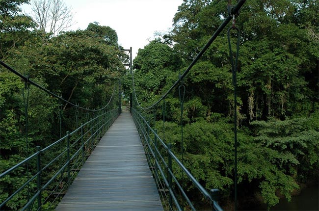 Hanging Bridges La Selva Biological Station