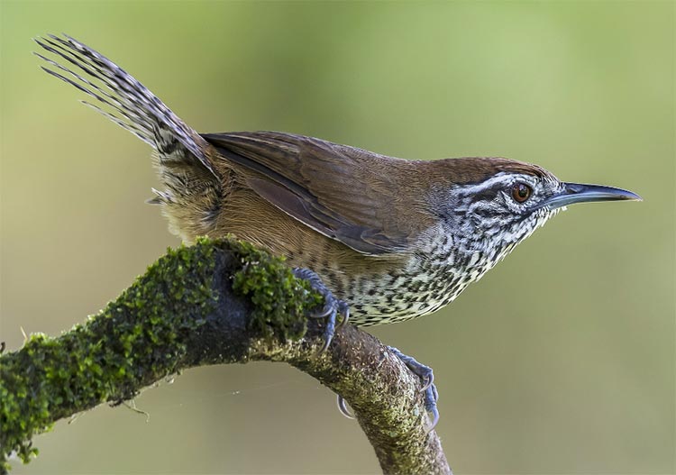 Bird Watching Cano Negro