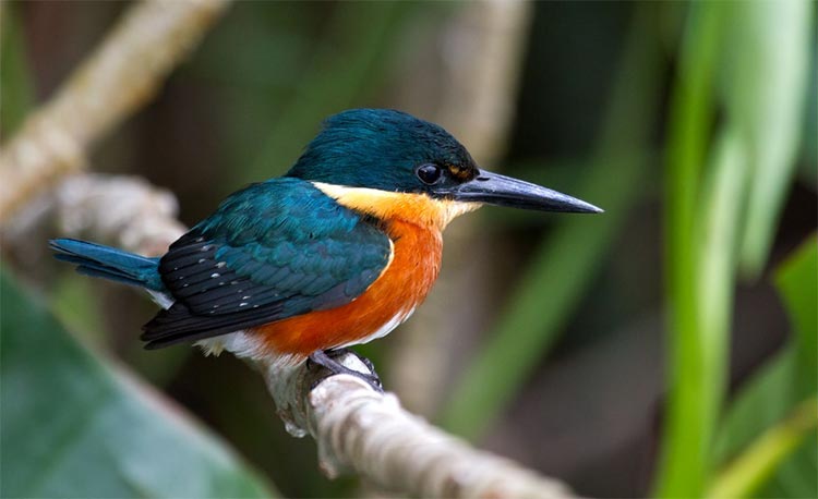 Birding Cano Negro Costa Rica