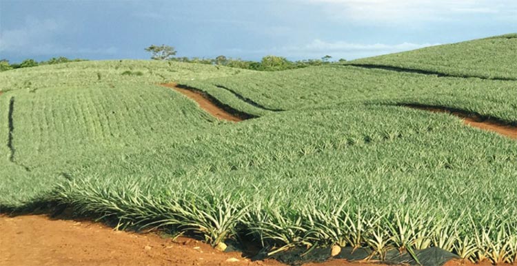 Pineapple Plantation on the way to Cano Negro